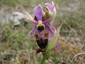 ophrys aveyronensis x scolopax